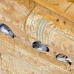 temple_edfu_lux_h_0277_egy2998.jpg